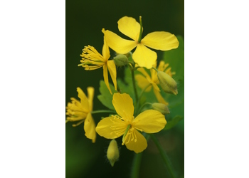 Schöllkraut (Chelidonium majus) - © Emanuel Trummer